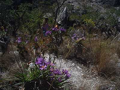 JARDIM NATURAL, POR SONALY C.MIRANDA SILVA  - CAVALCANTE - GO