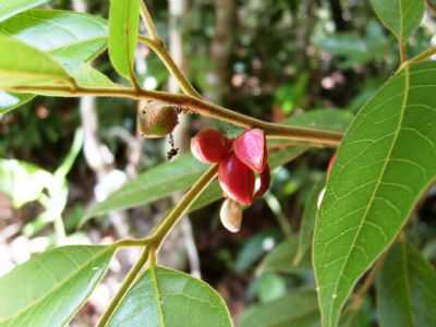 FLORES NATIVA DA TRILHA - VALE DAS ARARAS, POR ANDRA CRISTINA ALVES DE ANDRADE - CAVALCANTE - GO