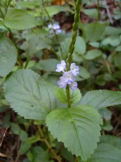 FLORES NATIVA DA TRILHA - VALE DAS ARARAS, POR ANDRA CRISTINA ALVES DE ANDRADE - CAVALCANTE - GO