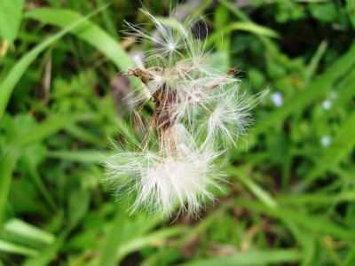 FLORES NATIVA DA TRILHA - VALE DAS ARARAS, POR ANDRA CRISTINA ALVES DE ANDRADE - CAVALCANTE - GO