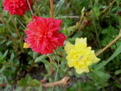 FLORES NATIVA DA TRILHA - VALE DAS ARARAS, POR ANDRA CRISTINA ALVES DE ANDRADE - CAVALCANTE - GO