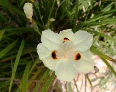 FLORES NATIVA DA TRILHA - VALE DAS ARARAS, POR ANDRA CRISTINA ALVES DE ANDRADE - CAVALCANTE - GO