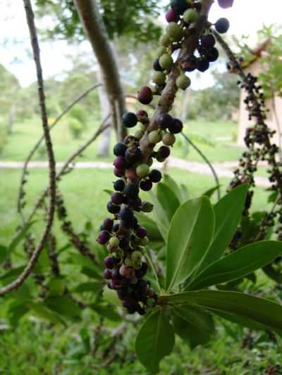 FLORES NATIVA DA TRILHA - VALE DAS ARARAS, POR ANDRA CRISTINA ALVES DE ANDRADE - CAVALCANTE - GO