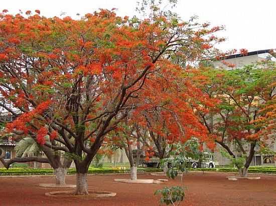 JARDIM CIMPOR EM CEZARINA-GO-FOTO:MANOEL - CEZARINA - GO