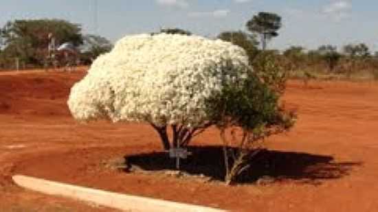 BELO ARBUSTO NO PORTO DE ENTRADA DO PARQUE DAS EMAS-FOTO:RAFAEL JOS RORATO - CHAPADO DO CU - GO