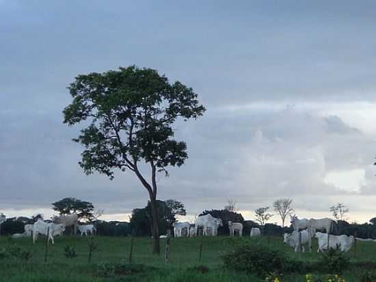 FIM DE TARDE NA FAZENDA-FOTO:LUCIANA AMARAL - CHAPADO DO CU - GO