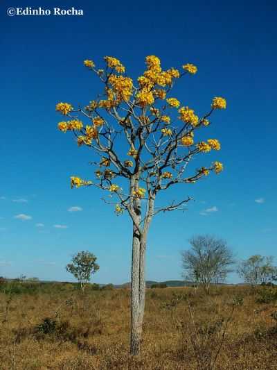 IPE AMARELO NO CERRADO DA CIDADE OCIDENTAL, POR EDINHO ROCHA (FOTOGRAFO AMBIENTALISTA DO GRUPO ECO CERRADO MORRADO DE CIDADE OCIDENTAL  - CIDADE OCIDENTAL - GO