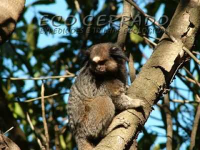 FAUNA DO CIDADE OCIDENTAL, POR EDINHO ROCHA (FOTOGRAFO AMBIENTALISTA DO GRUPO ECO CERRADO MORRADO DE CIDADE OCIDENTAL  - CIDADE OCIDENTAL - GO