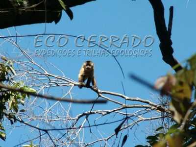 FAUNA DO CIDADE OCIDENTAL, POR EDINHO ROCHA (FOTOGRAFO AMBIENTALISTA DO GRUPO ECO CERRADO MORRADO DE CIDADE OCIDENTAL  - CIDADE OCIDENTAL - GO