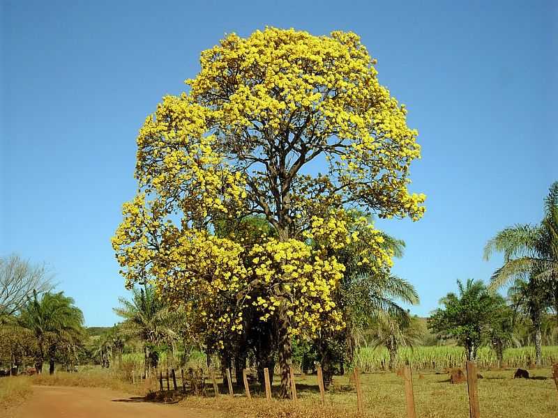 IP-AMARELO MARGEM RODOVIA GO-465 EM DOVERLNDIA-GO - POR PAULOPRL - DOVERLNDIA - GO