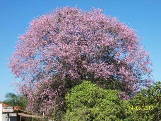 DOVERLNDIA-GO-BARRIGUDA FLORIDA-FOTO:ELENIR GONALVES - DOVERLNDIA - GO