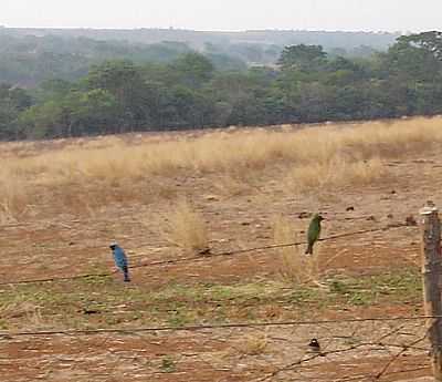 PAISAGEM-FOTO:BRASIL FLEURY PINHO  - GAMELEIRA DE GOIS - GO