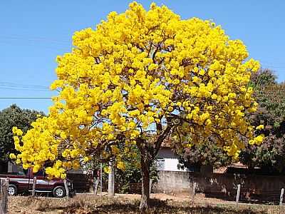 IP AMARELO-FOTO:BETHCOSTA  - IPAMERI - GO