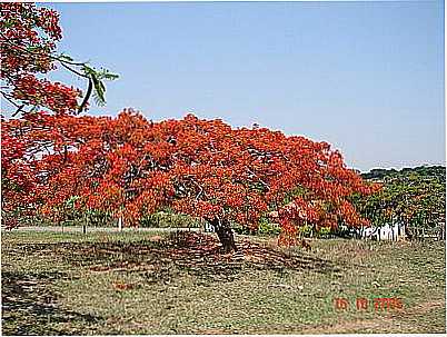 FLAMBOYANT/CHCARA-FOTO:BETHCOSTA  - IPAMERI - GO