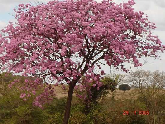 JOVINIA-GO-IP ROSA NA REGIO-FOTO:ROATAGUILE - JOVINIA - GO