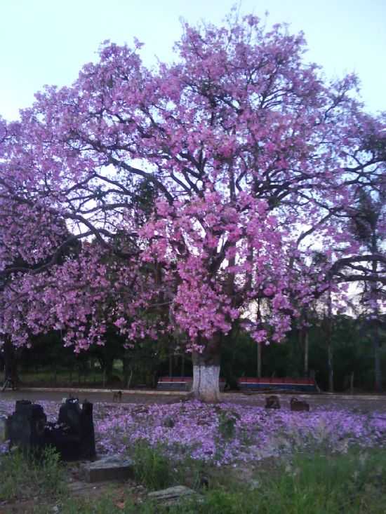 BARRIGUDA FLORIDA, POR ALAIDE  - NOVA AURORA - GO