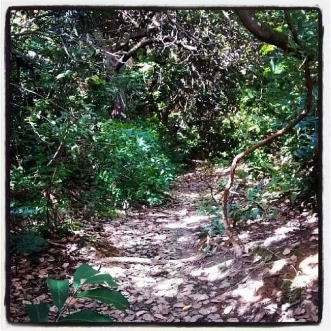 CAMINHADA NA FLORESTA PRXIMO A FREGUESIA DO ANDIR, POR FABIO DE PAULA - FREGUESIA DO ANDIR - AM