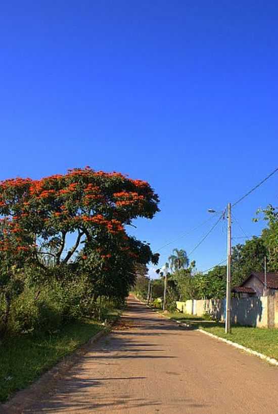 ESPATDIA FLORIDA EM RUA DE OLHOS DGUA-GO-FOTO:NIO LCIO - OLHOS D'GUA - GO