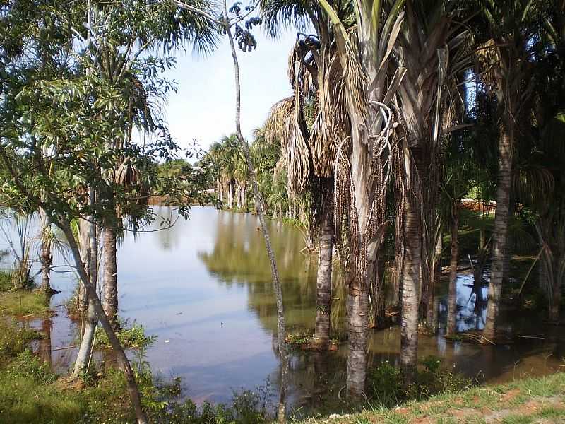 PIRACANJUBA-GO-BURITIS NO LAGO-FOTO:EDMILSON SANCHES - PIRACANJUBA - GO