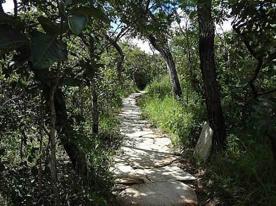 PIRENPOLIS-GO-TRILHA DA CACHOEIRA DA SANTA MARIA NA RESERVA ECOLGICA VARGEM GRANDE-FOTO:PE. EDINISIO PEREIRA - PIRENPOLIS - GO