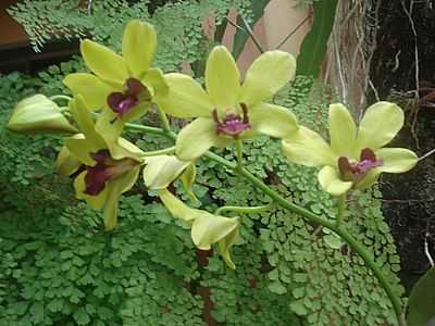 ORQUIDEA EM PONTALINA POR JUNIORPNN - PONTALINA - GO