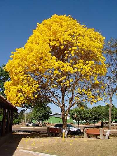 IP AMARELO-FOTO:FWKL  - PORTELNDIA - GO