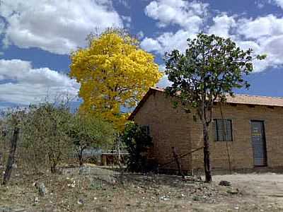 IP AMARELO-FOTO:JULIERMEAMBIENTALIST  - RIANPOLIS - GO