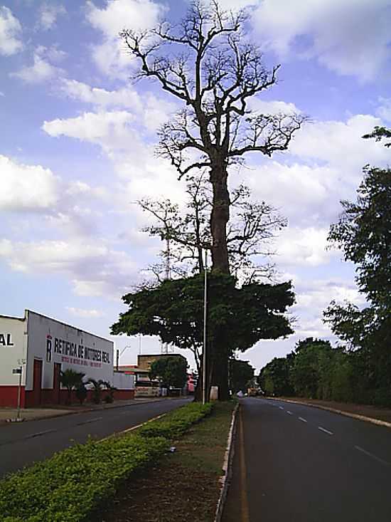 BARRIGUDA CENTENRIA NA AV.BRASLIA EM RIO VERDE-GO-FOTO:DIVINO_J_SILVA - RIO VERDE - GO