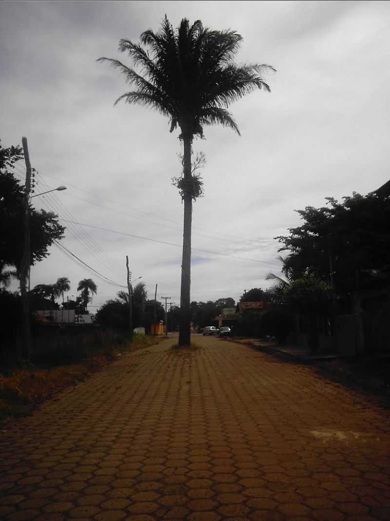 SANTA RITA DO ARAGUAIA-GO-COQUEIRO NO MEIO DA PASSAGEM-FOTO:GUILHERME N. FERRARESI - SANTA RITA DO ARAGUAIA - GO