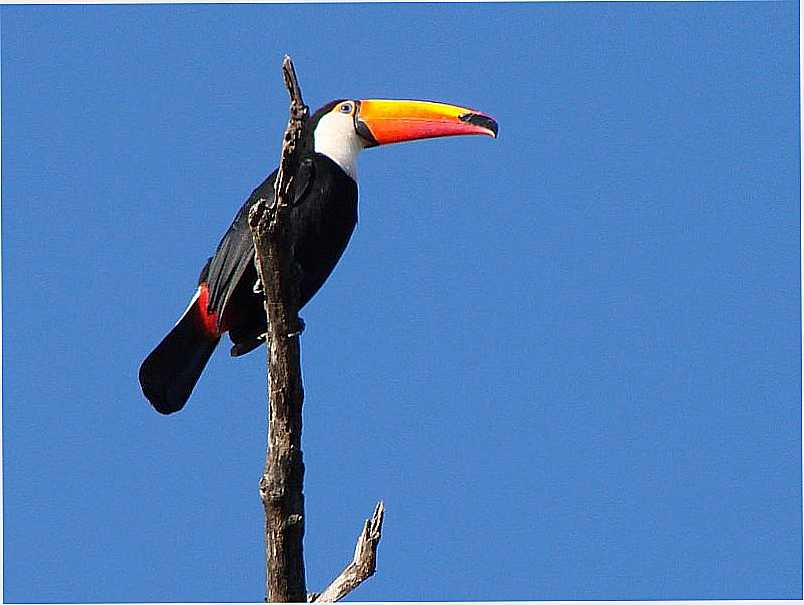 SANTA RITA DO ARAGUAIA-GO-LINDA IMAGEM DO TUCANO-FOTO:ONOFRO MARTINS ALVES - SANTA RITA DO ARAGUAIA - GO