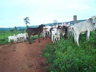 BEZERROS-FOTO:JOSE WIRTON GALVAO  - SANTA RITA DO NOVO DESTINO - GO