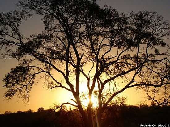 RVORE DO CERRADO PR DO SOL-FOTO:AUGUSTO_MARIO - SANTO ANTNIO DE GOIS - GO