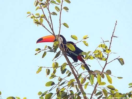 TUCANO EM SANTO ANTNIO DE GOIS-FOTO:AUGUSTO_MARIO - SANTO ANTNIO DE GOIS - GO