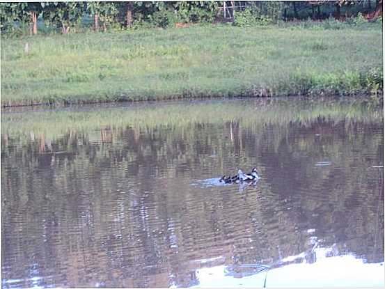 PATINHOS NADANDO NO LAGO EM TAQUARAL, POR SIRLEY - TAQUARAL DE GOIS - GO