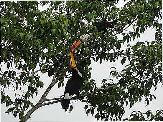 CASAL DE TUCANOS EM LAGOA SANTA-FOTO:RICARDO MERCADANTE - LAGOA SANTA - GO