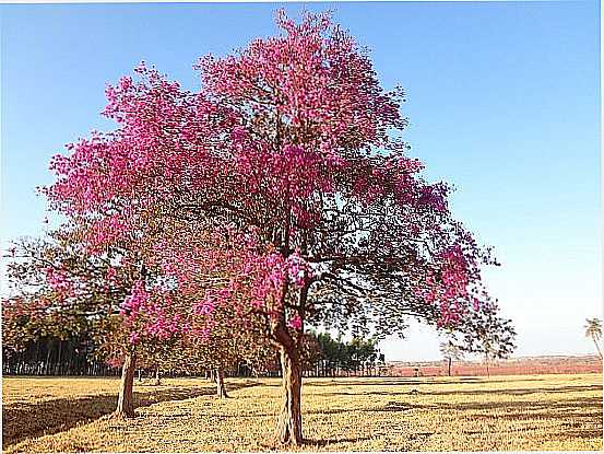 TRINDADE-GO-RVORE CEGA MACHADO OU PAU FERRO,FAZENDA BARRO BRANCO-FOTO:PE. EDINISIO PEREIRA - TRINDADE - GO