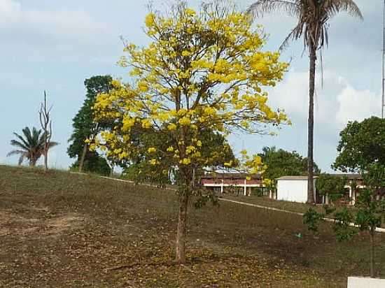 IP AMARELO NA REA RURAL EM ALDEIAS ALTAS-MA-FOTO:ISAIAS CUNHA - ALDEIAS ALTAS - MA