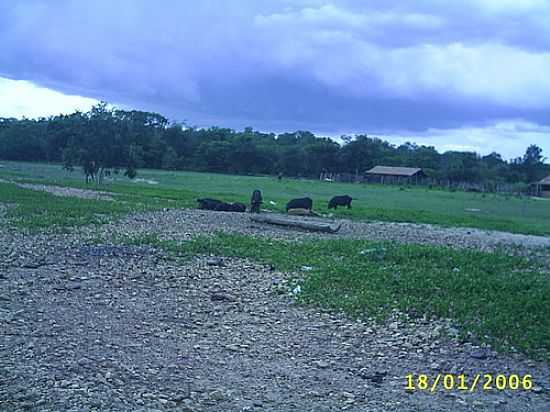 REA RURAL DE SANTA MARIA EM BARO DE GRAJA-MA-FOTO:PEDRO PAULO - BARO DE GRAJA - MA