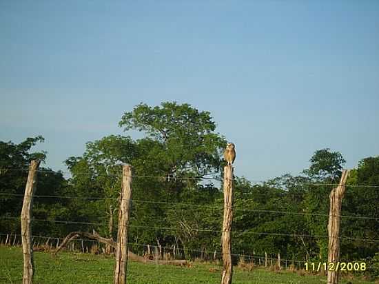 LOCALIDADE DE CABOR EM BARO DE GRAJA-MA-FOTO:PEDRO PAULO - BARO DE GRAJA - MA