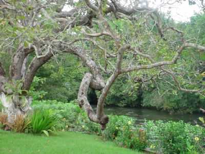 RIO CORDA, POR ARLENE COSTA - BARRA DO CORDA - MA