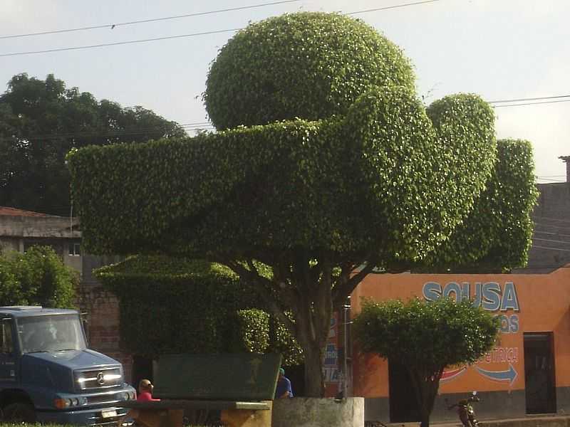 BOM JARDIM-MA-ARTE EM RVORES-AUTOR DESCONHECIDO-FOTO:ADALTO ARAJO - BOM JARDIM - MA