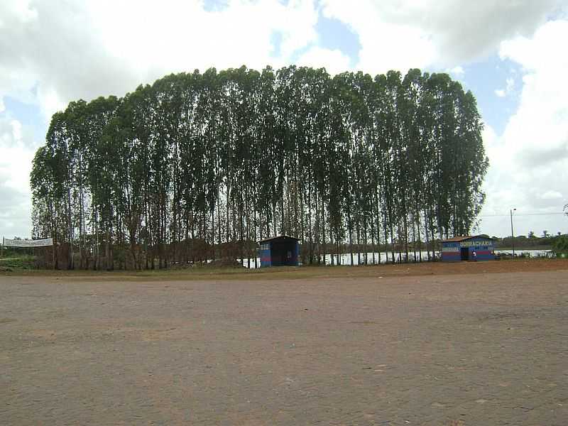 BOM JARDIM-MA-EUCALPTOS NA BEIRA DO LAGO-FOTO:ADALTO ARAJO - BOM JARDIM - MA