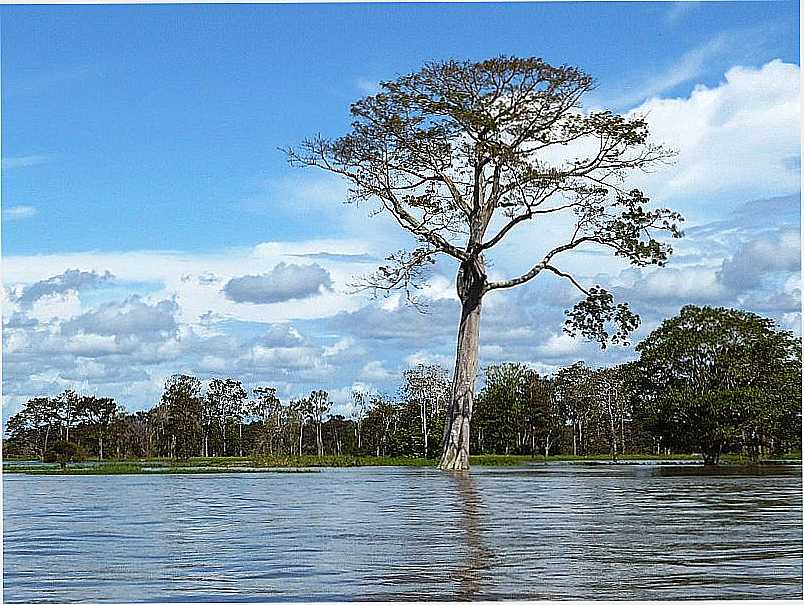 MANAQUIRI-AM-RIO AMAZONAS-FOTO:RICARDO HOSSOE - MANAQUIRI - AM