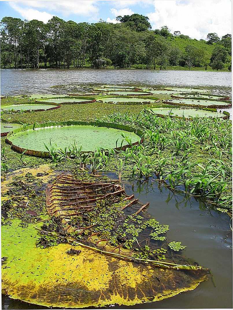 MANAUS-AM-VITRIA RGIA-PARQUE ECOLGICO JANUAURY-FOTO:PETER VAN DER SLEEN - MANAUS - AM