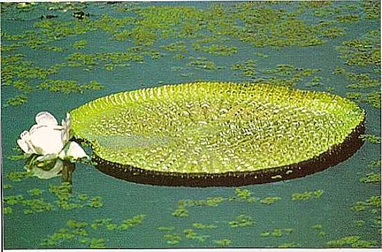 VITRIA RGIA,FLOR GIGANTE DO AMAZONAS-FOTO: AROLDINHO DOS REIS - MANAUS - AM