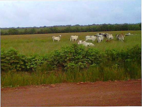 FAZENDA DE GADO, POR M. REIS - GODOFREDO VIANA - MA