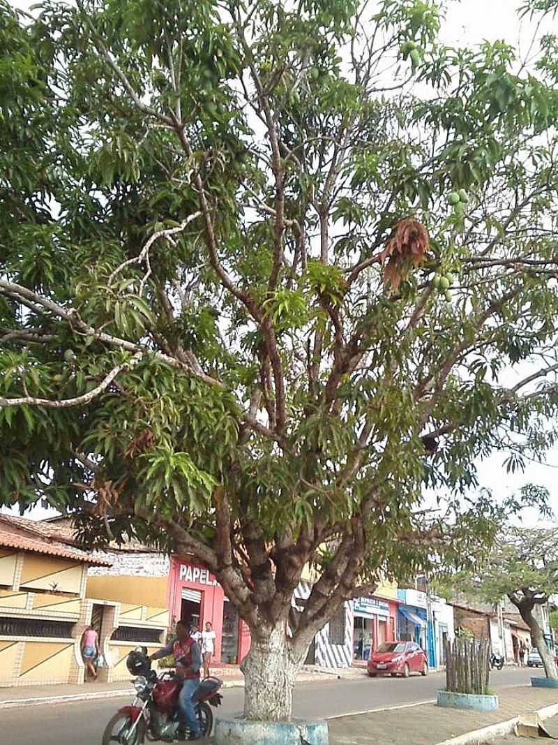 IMAGENS DA CIDADE DE MATINHA - MA - MATINHA - MA