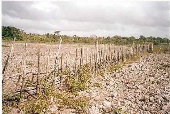 CAMPO AGRCOLA-FOTO:DOS ANJOS VERAS, CAR - MIRINZAL - MA