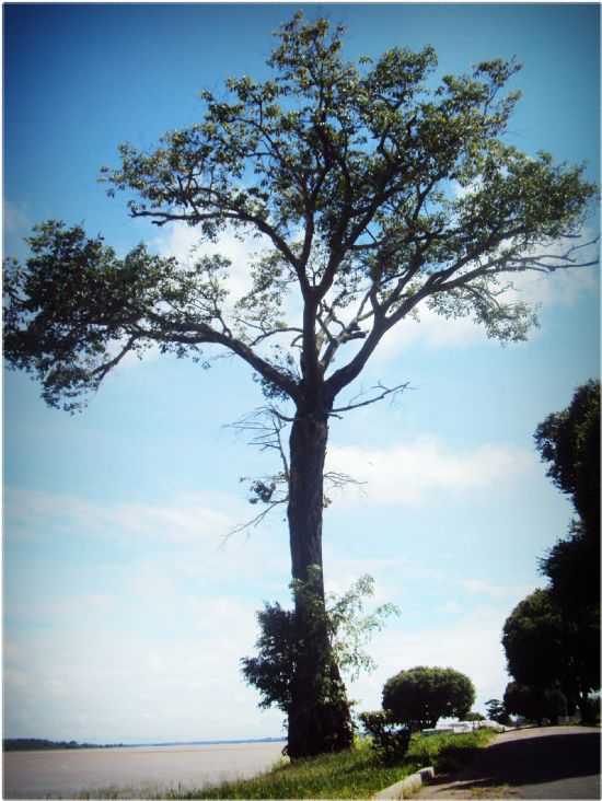 CASTANHEIRA MAIS ANTIGA DO MUNICPIO, POR GSSICA CRUZ - NOVA OLINDA DO NORTE - AM