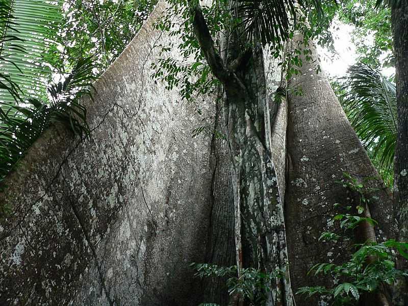 NOVO AIRO-AM-TRONCO DE RVORE CEIBA PENTANDRA-FOTO:THOR☼ODIN - NOVO AIRO - AM